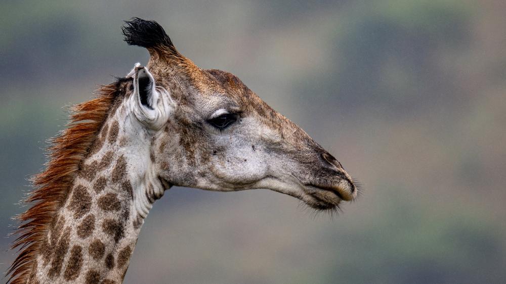 Babanango Game Reserve