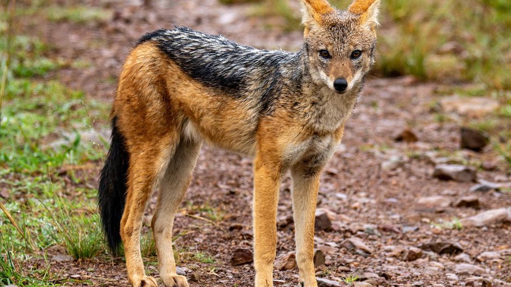 Babanango Game Reserve