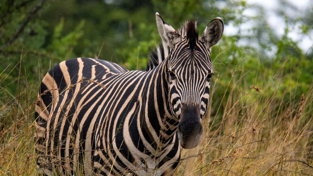 Babanango Game Reserve