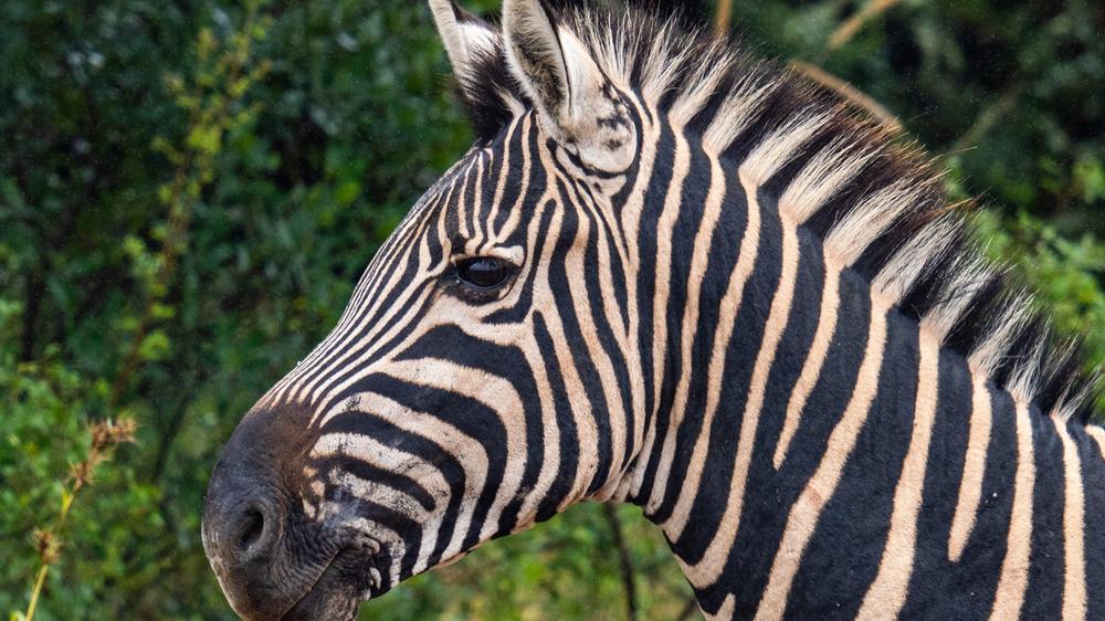 Babanango Game Reserve