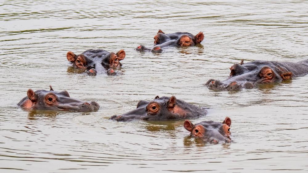 Babanango Game Reserve