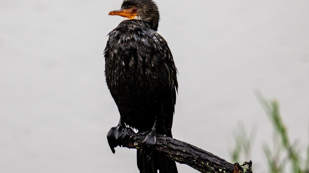 Babanango Game Reserve