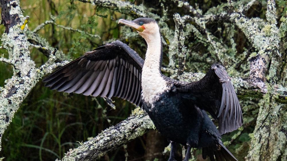 Babanango Game Reserve