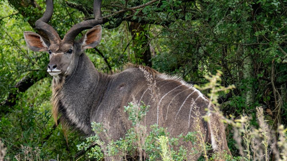 Babanango Game Reserve