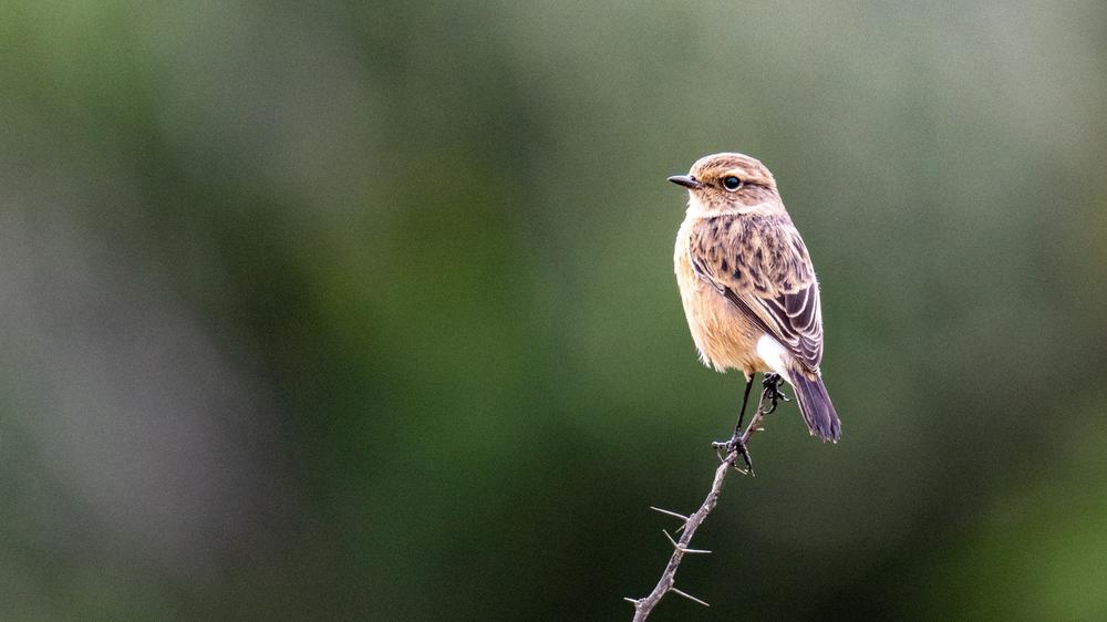 Babanango Game Reserve