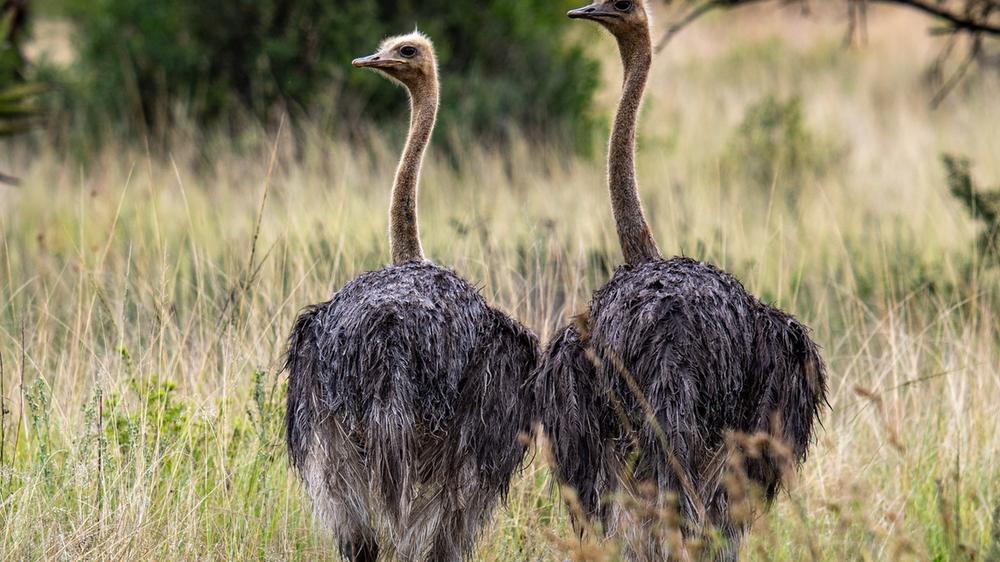 Babanango Game Reserve