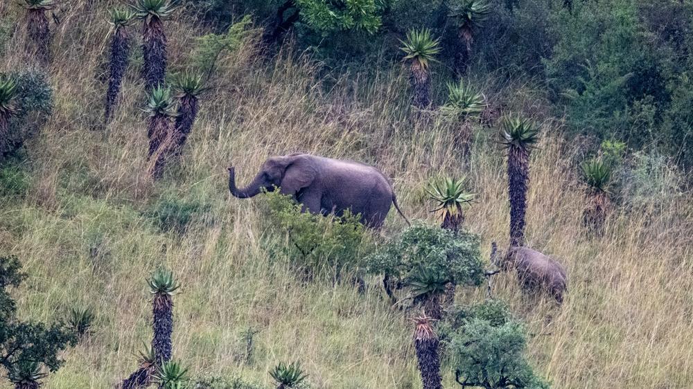 Babanango Game Reserve