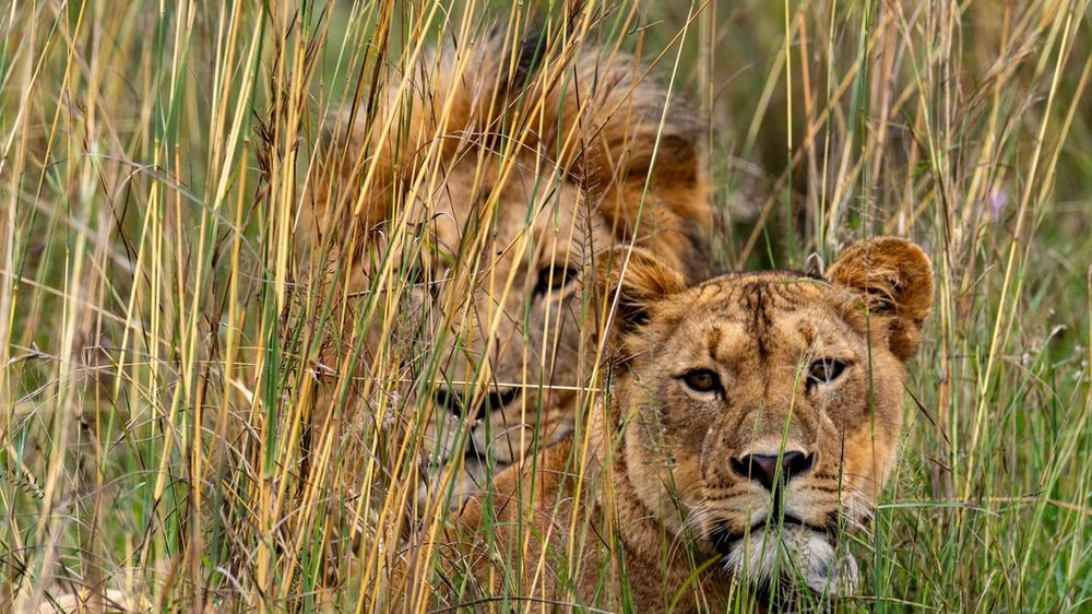 Babanango Game Reserve