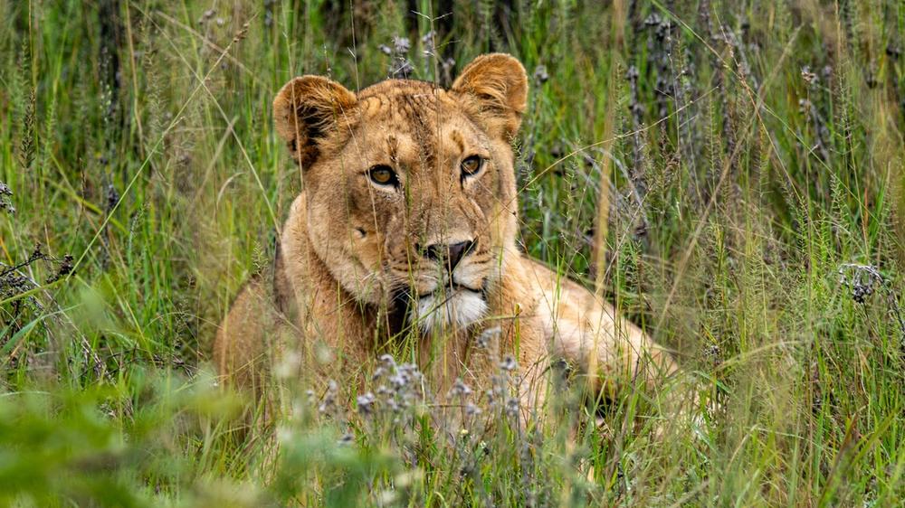 Babanango Game Reserve