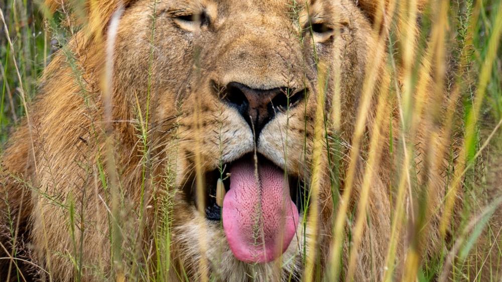 Babanango Game Reserve