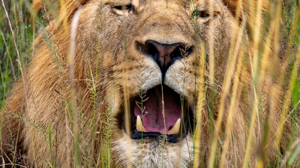 Babanango Game Reserve