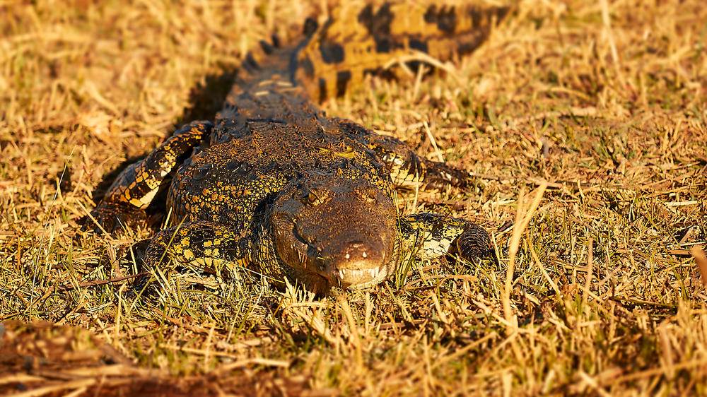 Crocodile Camp Safari & Spa