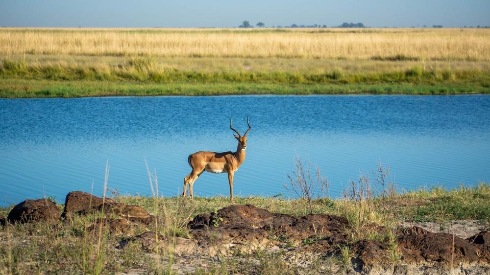 Chobe River Front