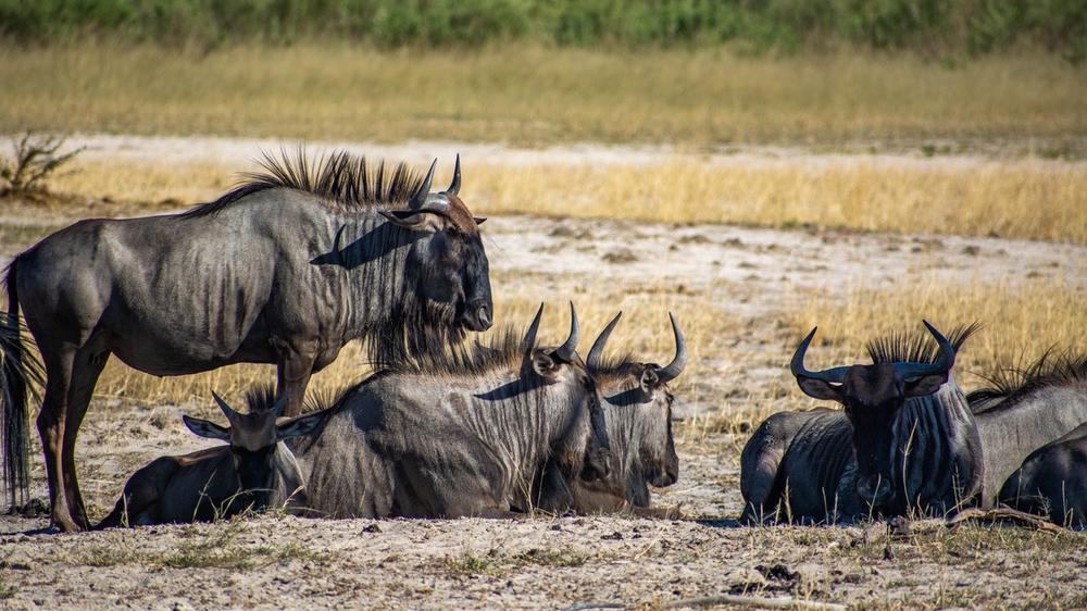 Central Kalahari Game Reserve
