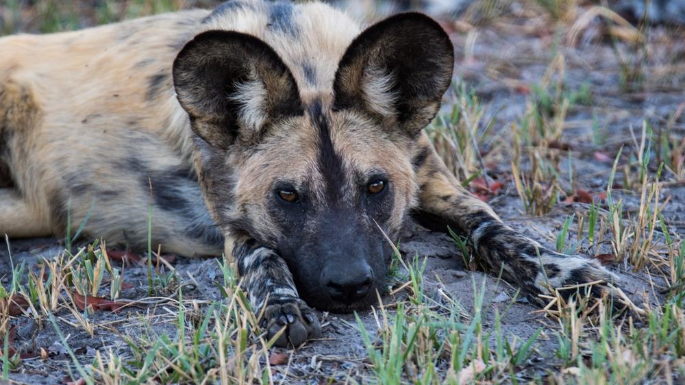 Khwai Community Area