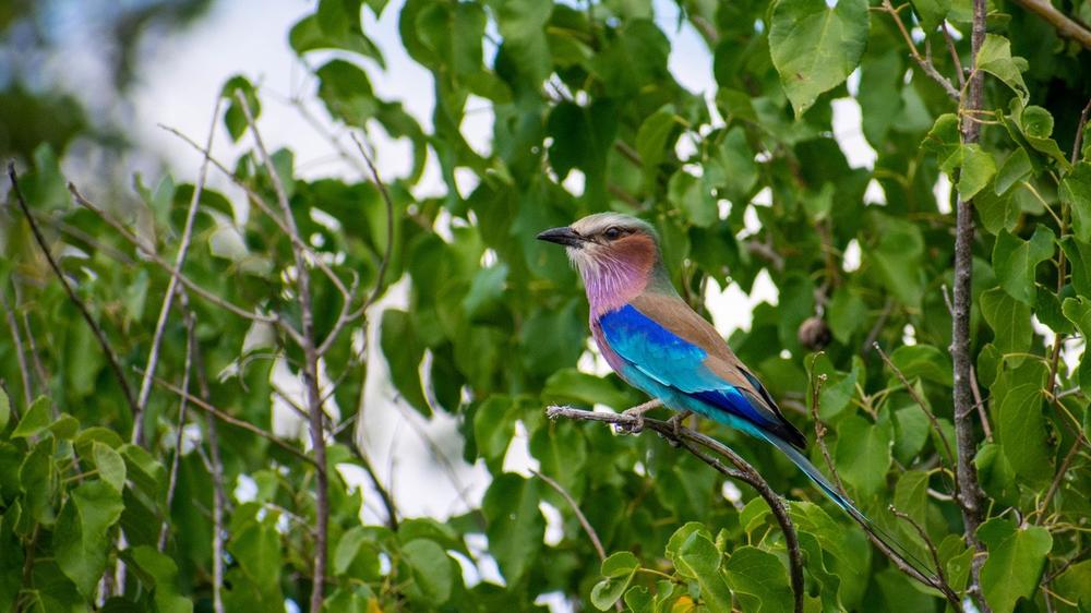 Khwai Community Area