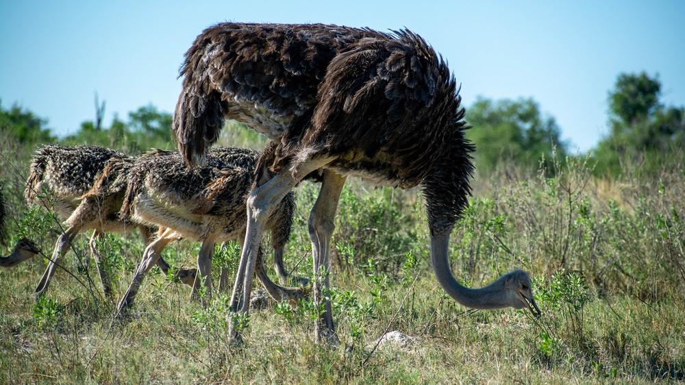 Central Kalahari Game Reserve