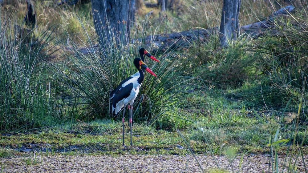 Khwai Community Area