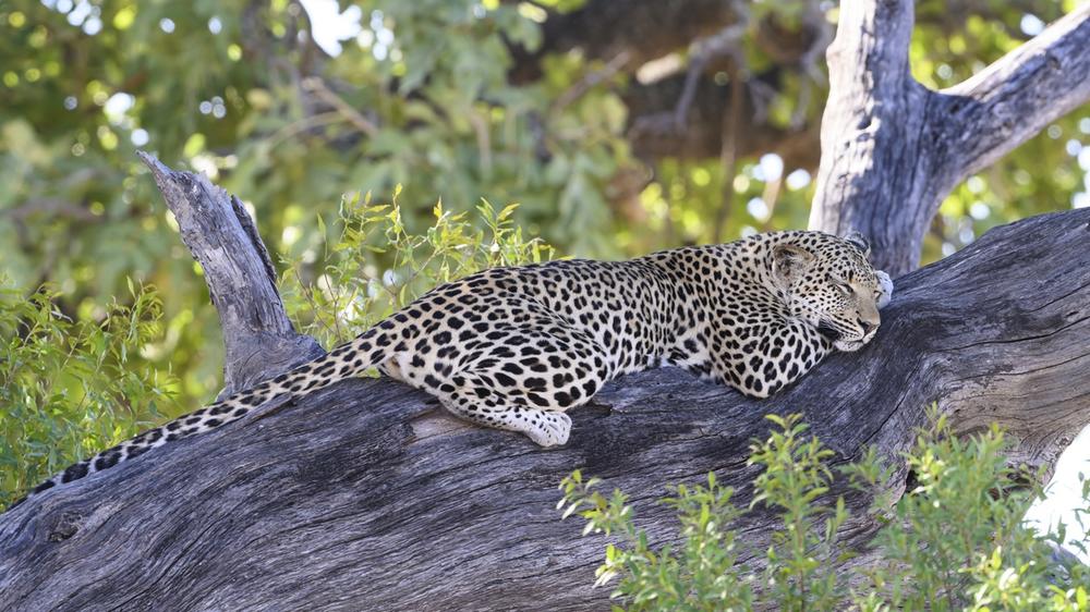 Moremi Game Reserve