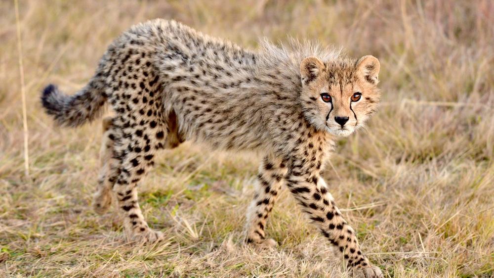 Khwai Community Area