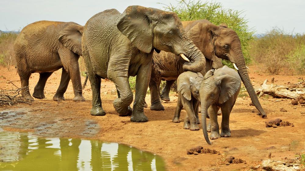 Wildtrack Safaris Eco Lodge