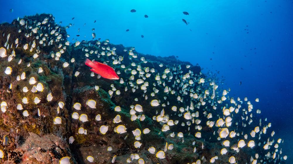 St Helena
