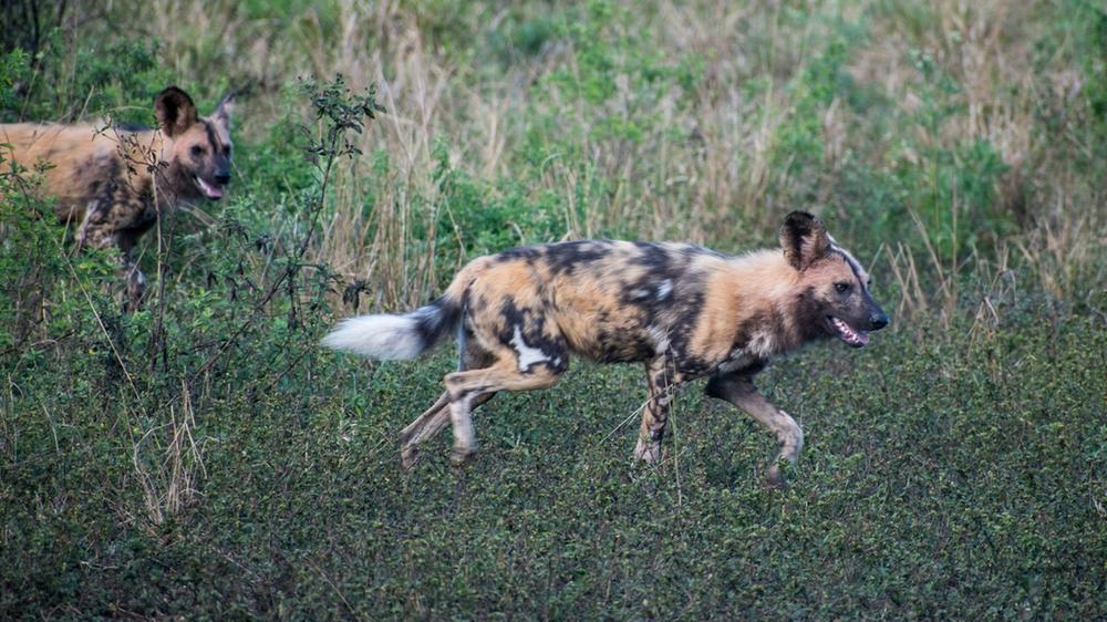 Hluhluwe–Imfolozi Park