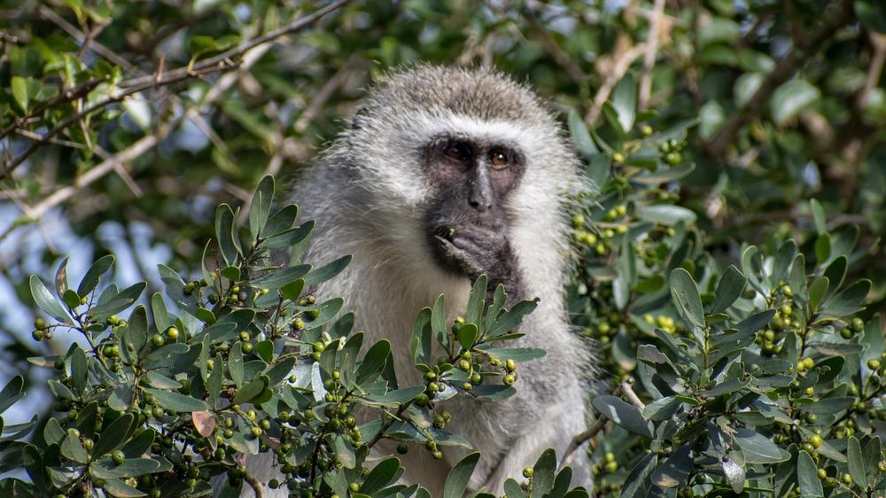 Hluhluwe–Imfolozi Park