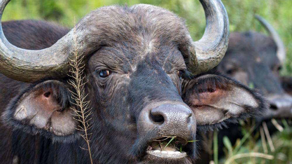 Hluhluwe–Imfolozi Park