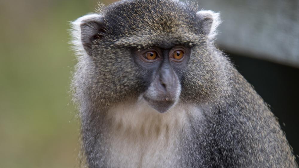 Hluhluwe–Imfolozi Park