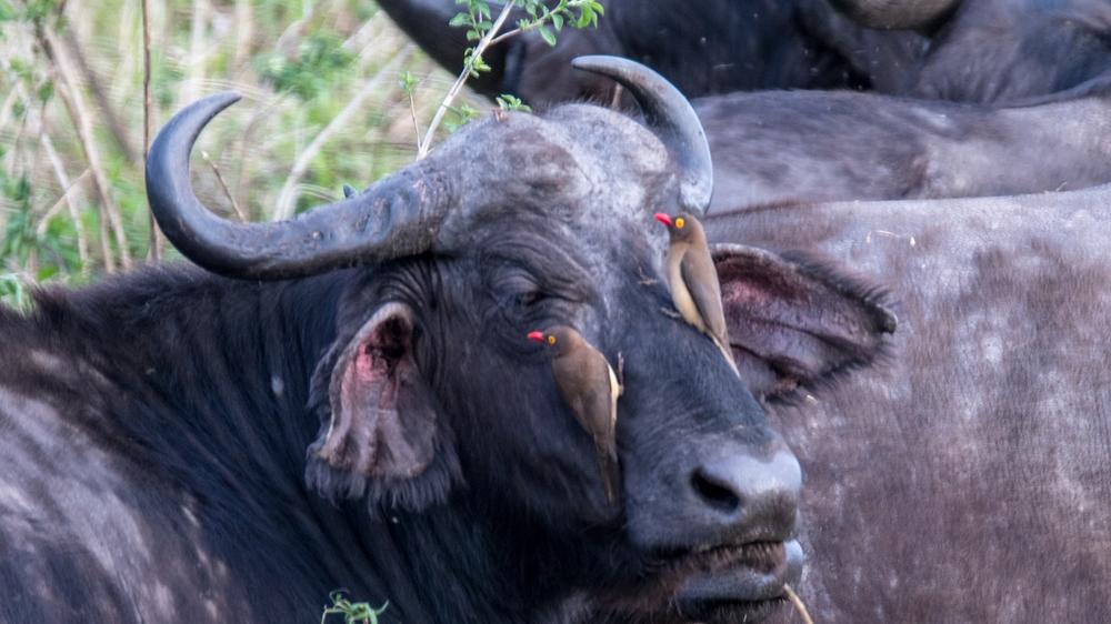 Hluhluwe–Imfolozi Park