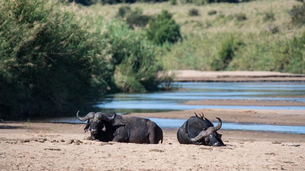 Hluhluwe–Imfolozi Park
