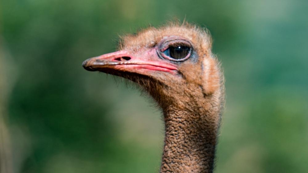 Hluhluwe–Imfolozi Park