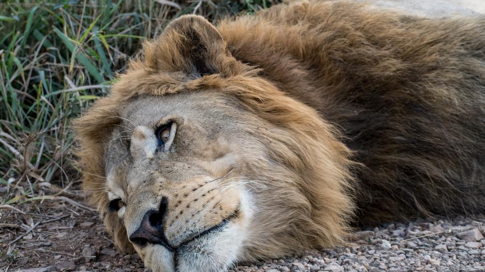 Hluhluwe–Imfolozi Park