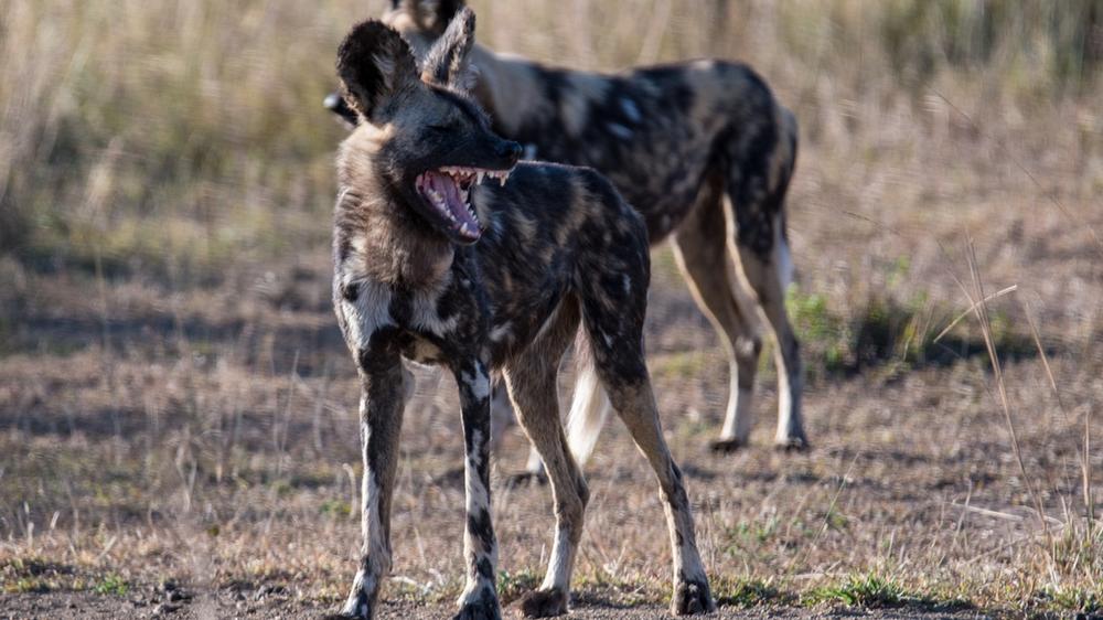 Hluhluwe–Imfolozi Park