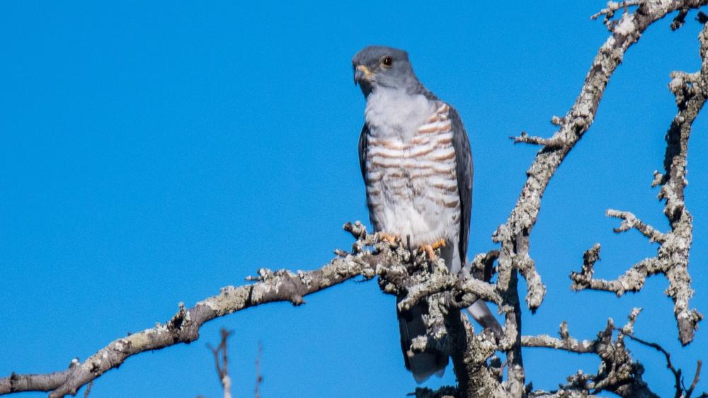 Hluhluwe–Imfolozi Park