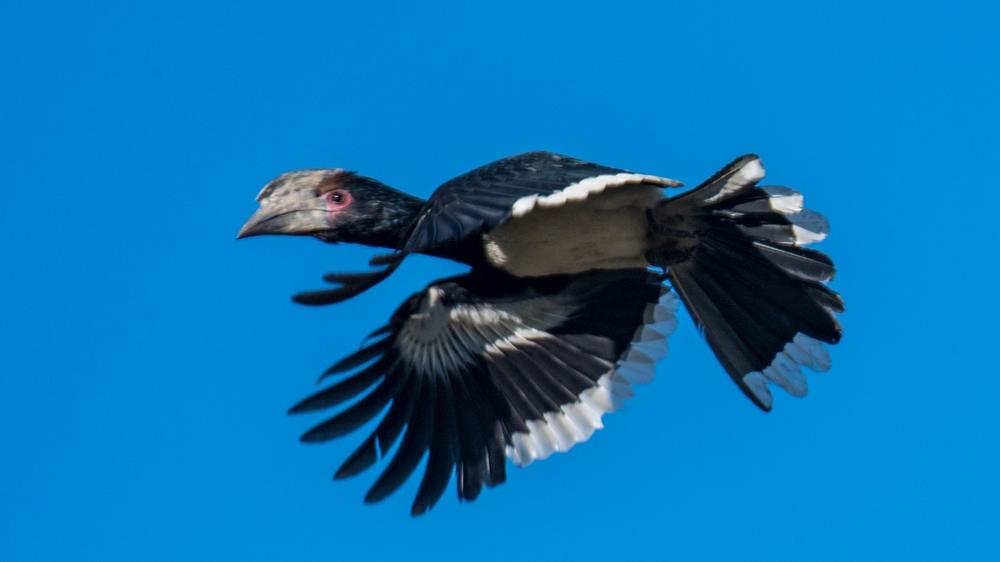 Hluhluwe–Imfolozi Park