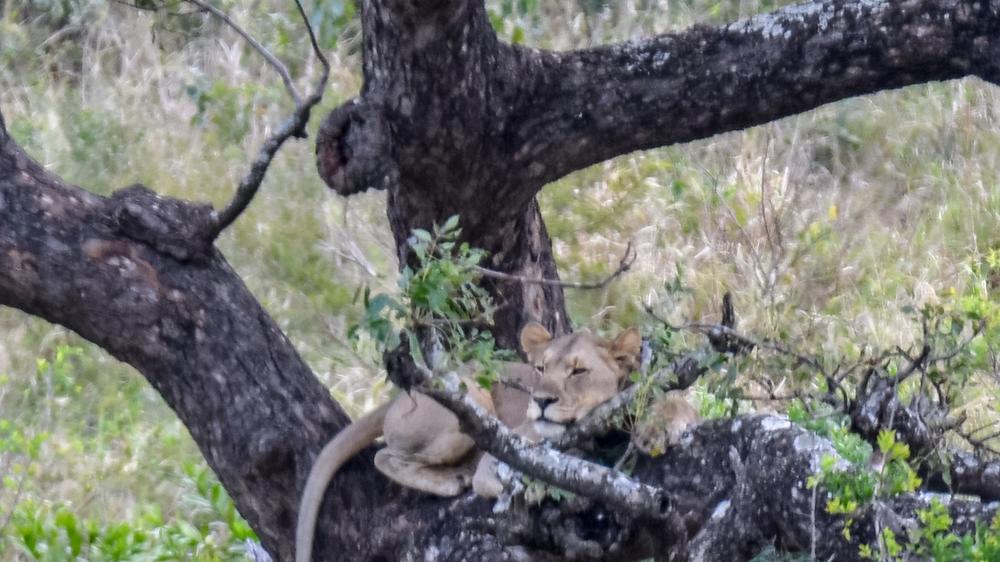 Hluhluwe–Imfolozi Park