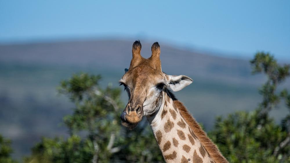 Hluhluwe–Imfolozi Park