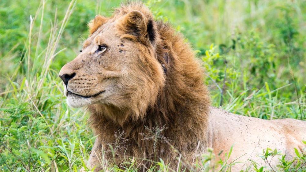 Hluhluwe–Imfolozi Park