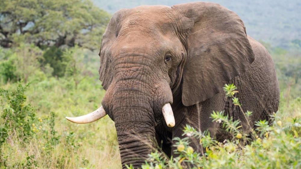 Hluhluwe–Imfolozi Park