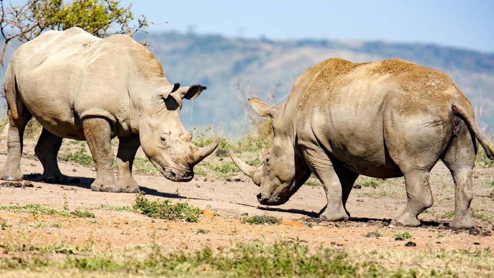 Hluhluwe–Imfolozi Park