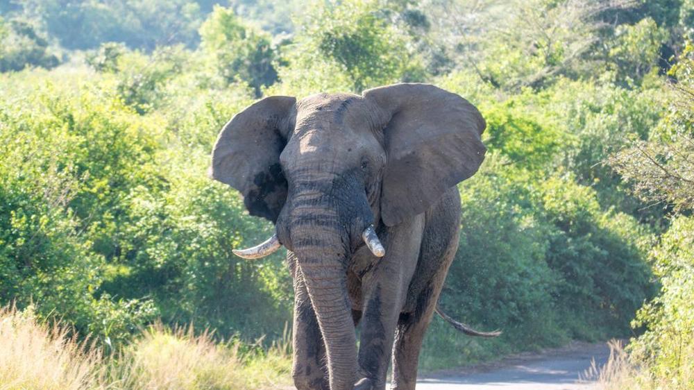 Hluhluwe–Imfolozi Park