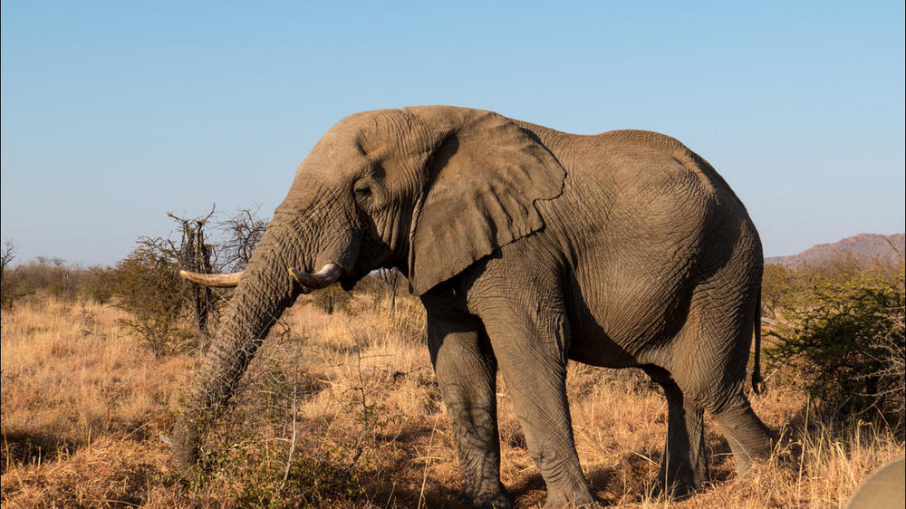 Kruger National Park