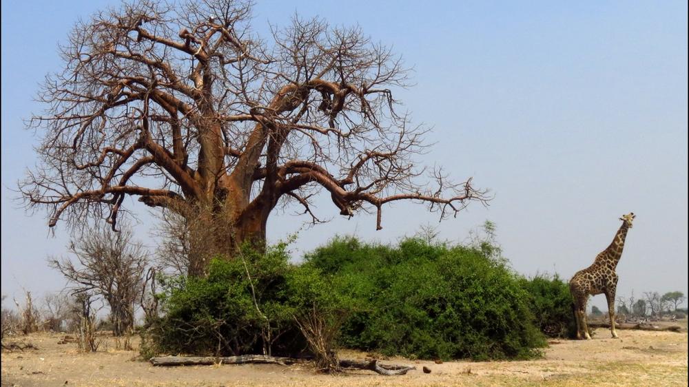 Chobe National Park