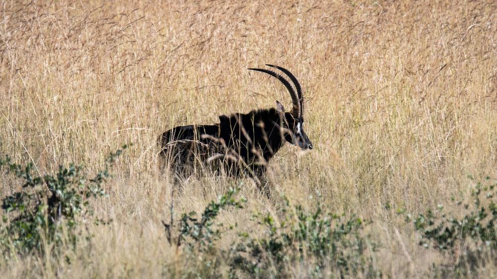 Hwange National Park