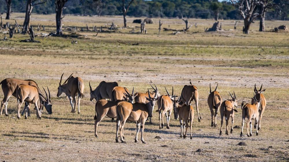 Hwange National Park