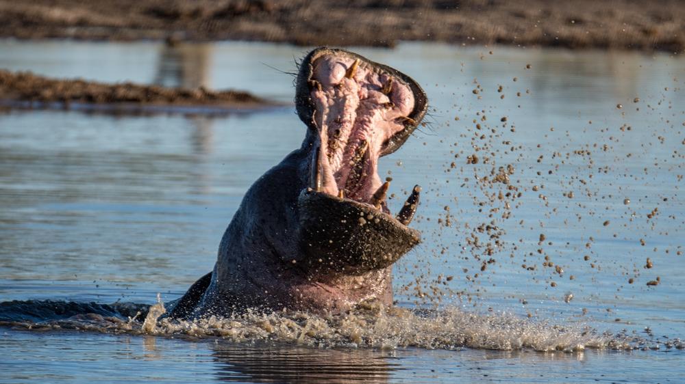 Hwange National Park
