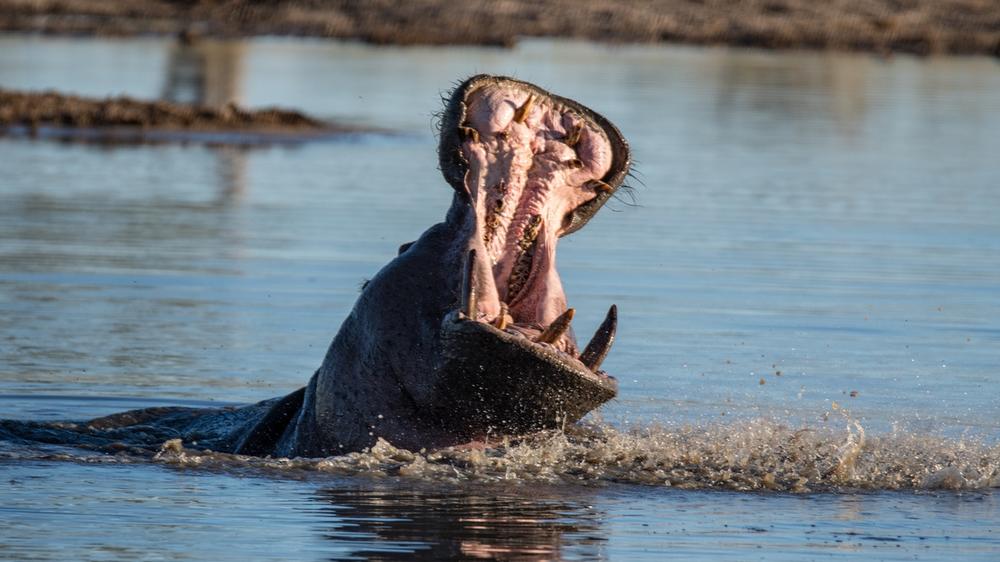 Hwange National Park