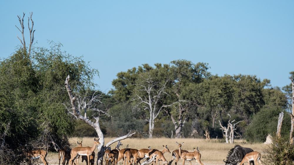 Hwange National Park
